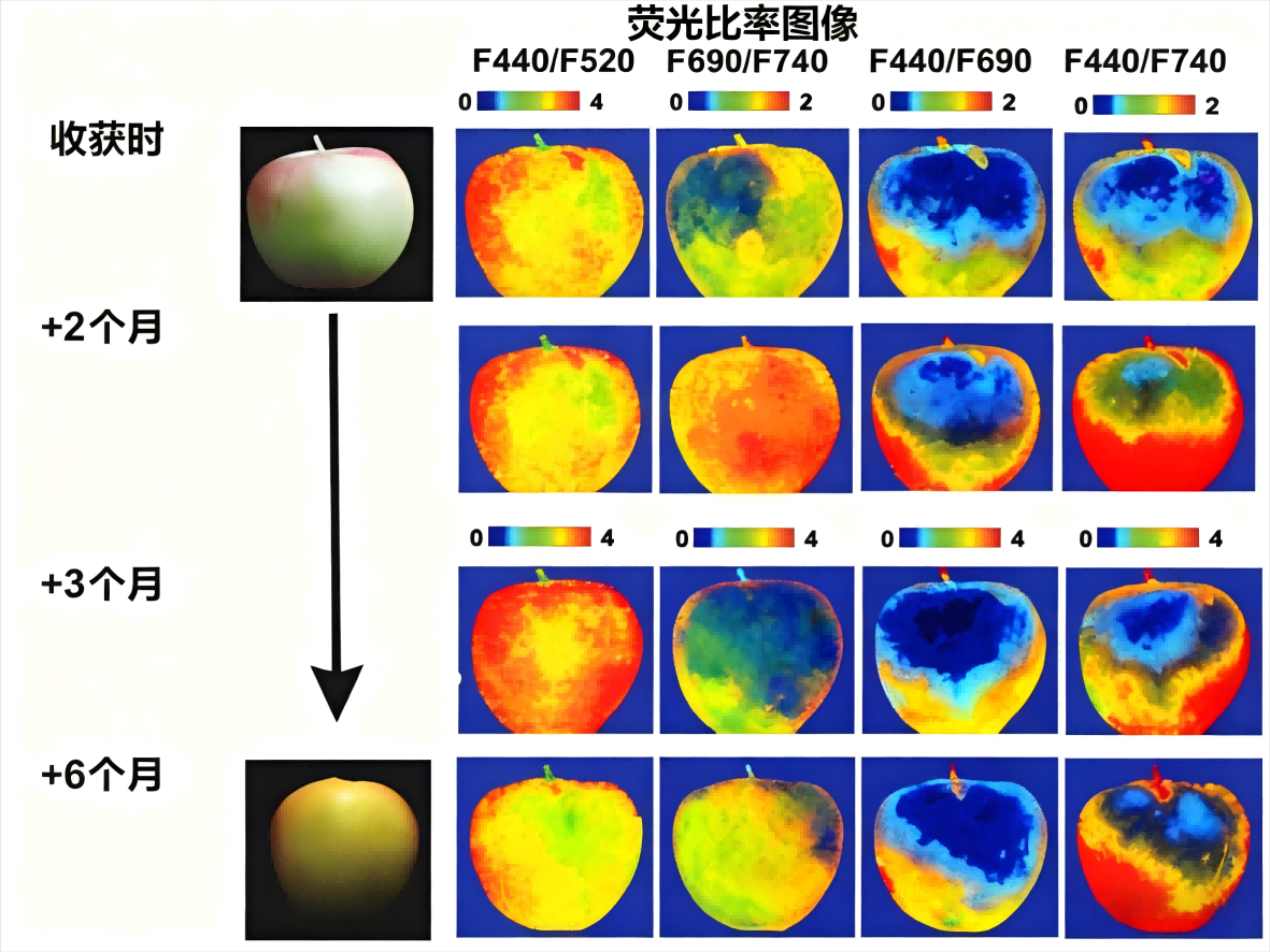 高光谱图像技术在水果品质无损检测中的研究.png 高光谱图像技术在水果品质无损检测中的研究.png