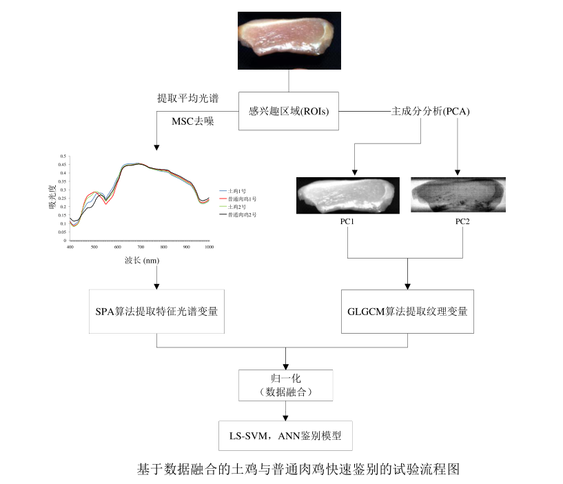 分辨雞肉-3.png