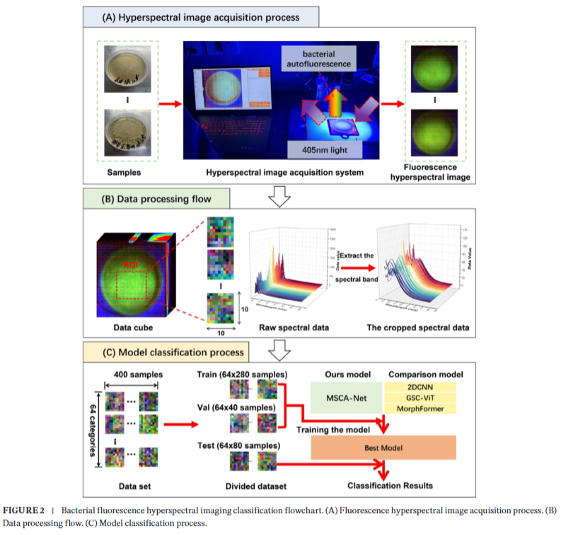 Hyperspectral Camera Enables Rapid and Accurate Wound Bacteria Detection
