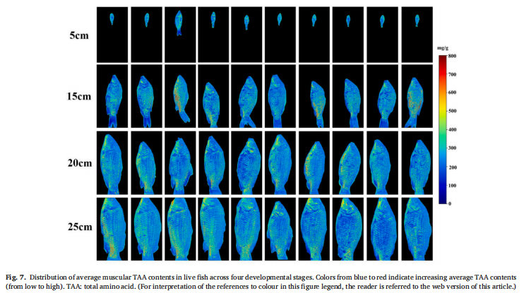 live fish non-destructive detection 3.png